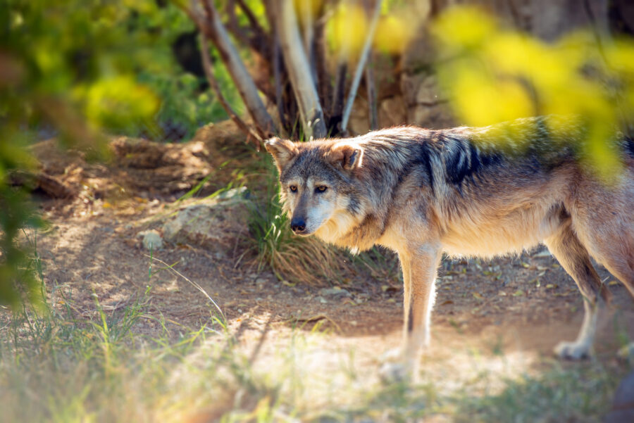 El lobo mexicano es la subespecie más pequeña del lobo gris en Norteamérica | Imagen: Depositphotos.com