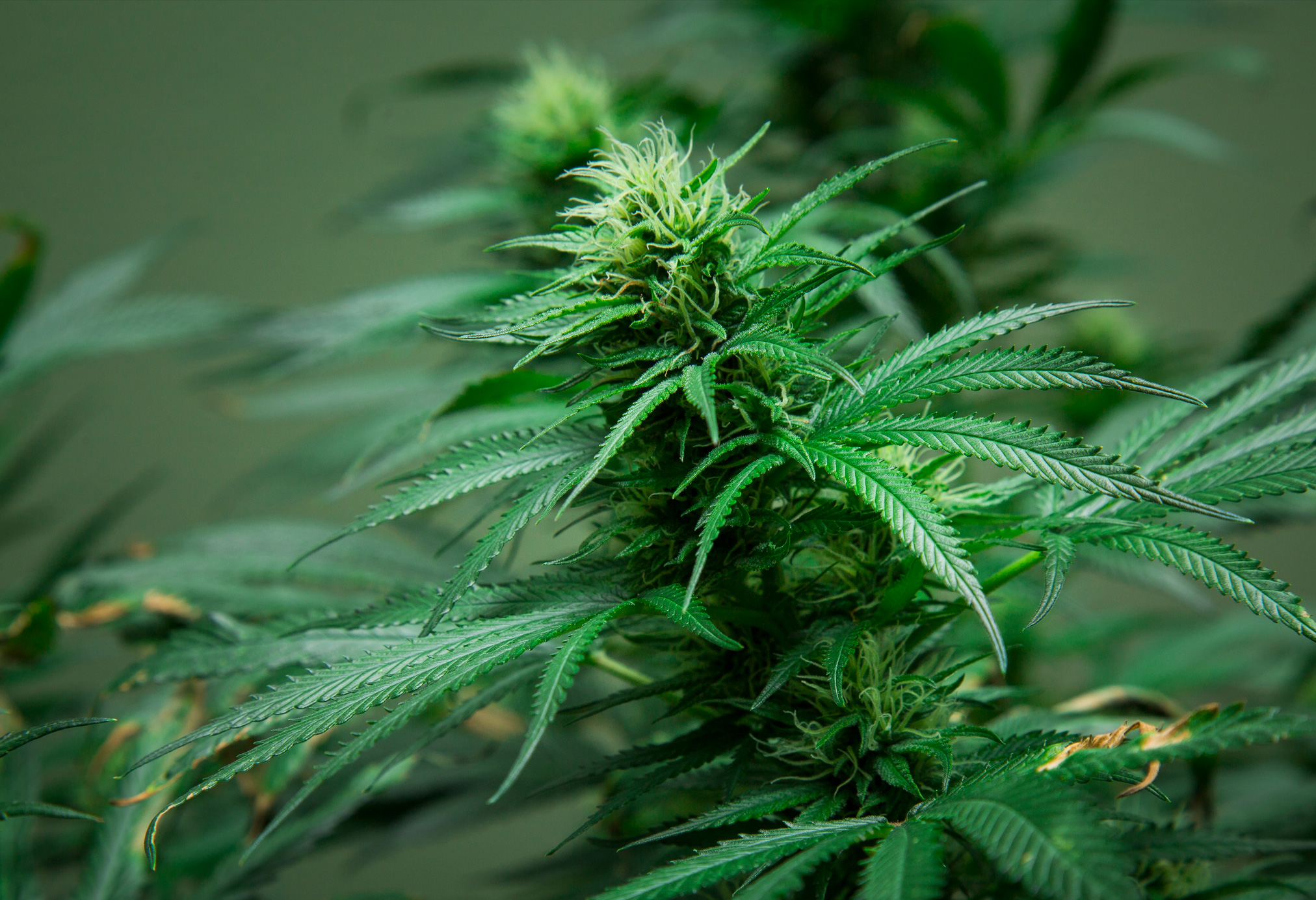 El cannabis en México avanza entre resoluciones judiciales y falta de legislación.