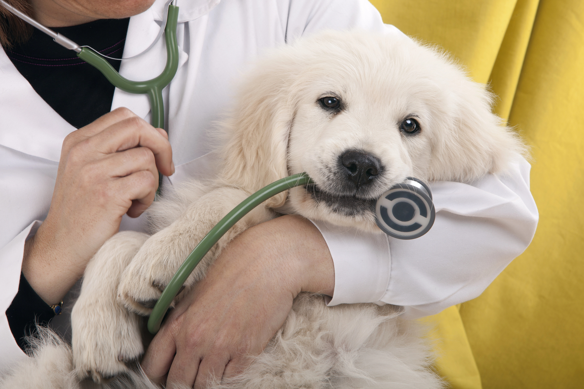 La especialización médica permite diferenciar clínicas veterinarias.