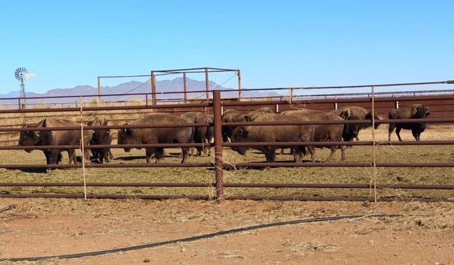 La primera cría de bisonte en Sonora nació en la reserva Cuenca Los Ojos, en Agua Prieta | Imagen: Conanp