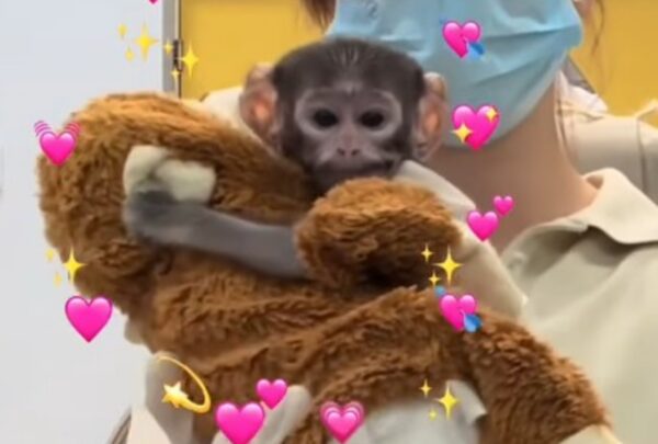 Yuji, el ‘Punch mexicano’: la historia viral que está dando de qué hablar