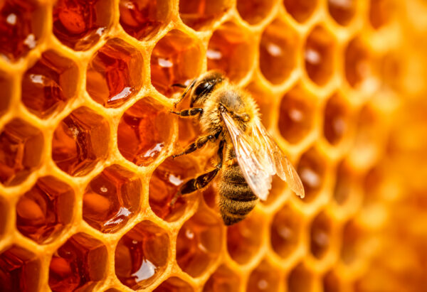 Las abejas son más que miel: negocios que nacen de la apicultura