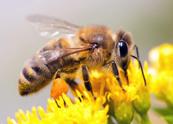 Las abejas son más que miel: negocios que nacen de la apicultura