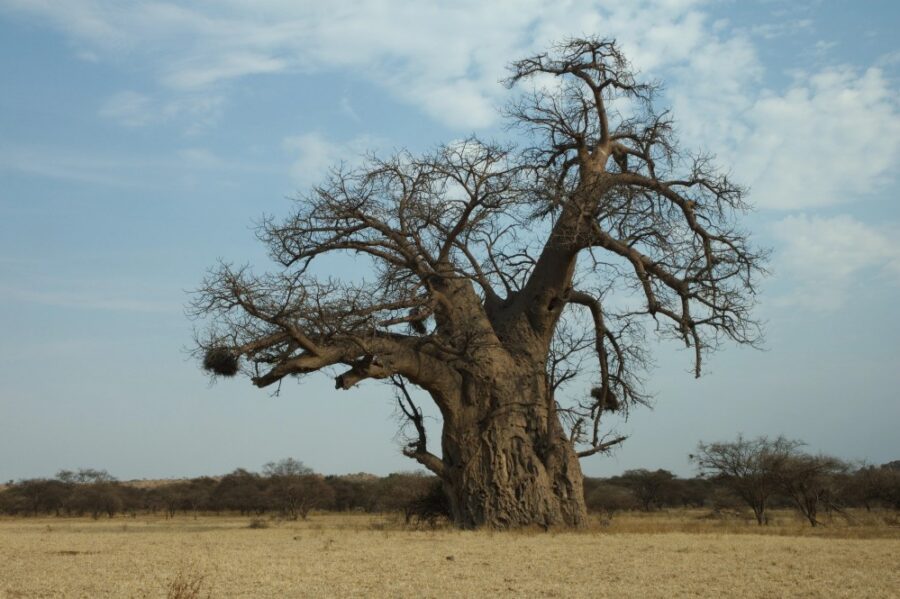 Los baobabs pueden almacenar enormes cantidades de agua en sus troncos | Imagen: Depositphotos.com
