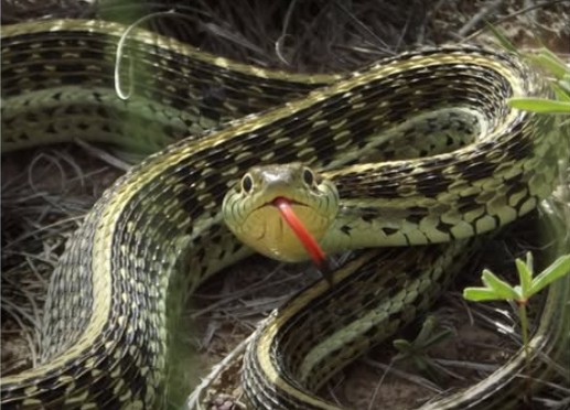 La culebra de agua es una especie amenazada | Imagen: Pronatura México