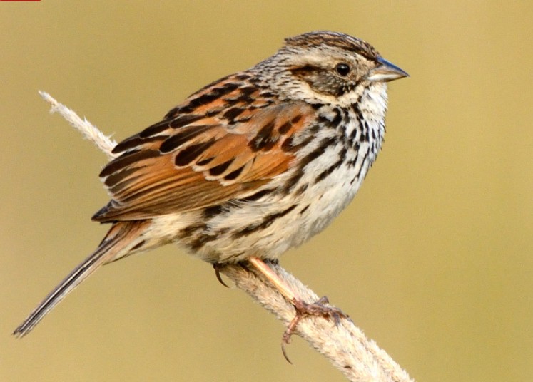 El gorrión serrano depende de pastizales de montaña que desaparecen por la urbanización | Imagen: eBird