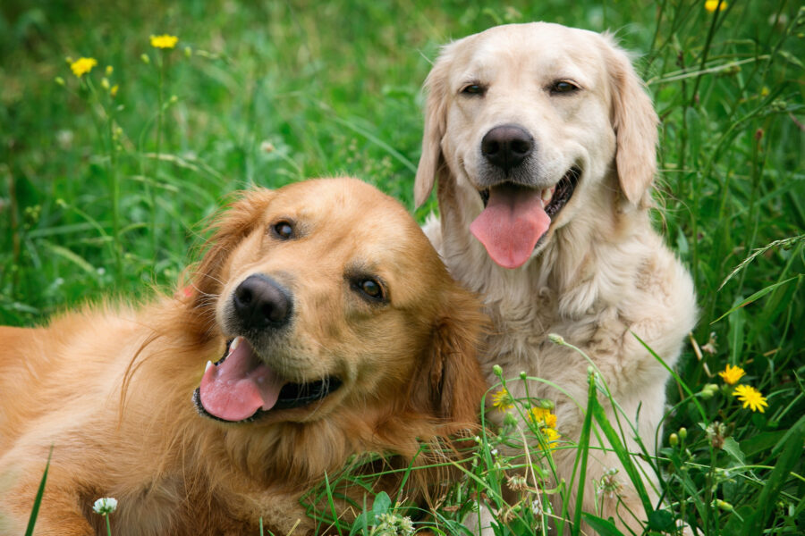 Los mejores líderes tienen algo en común con estas razas de perros