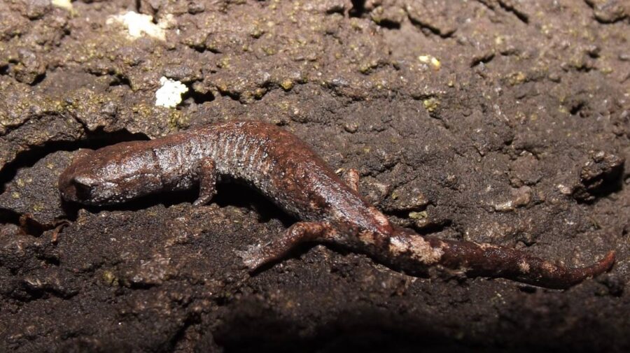 El Tlaconete del Pedregal está asociadoo a los ecosistemas volcánicos de San Ángel | Imagen: Anfibios del Pedregal