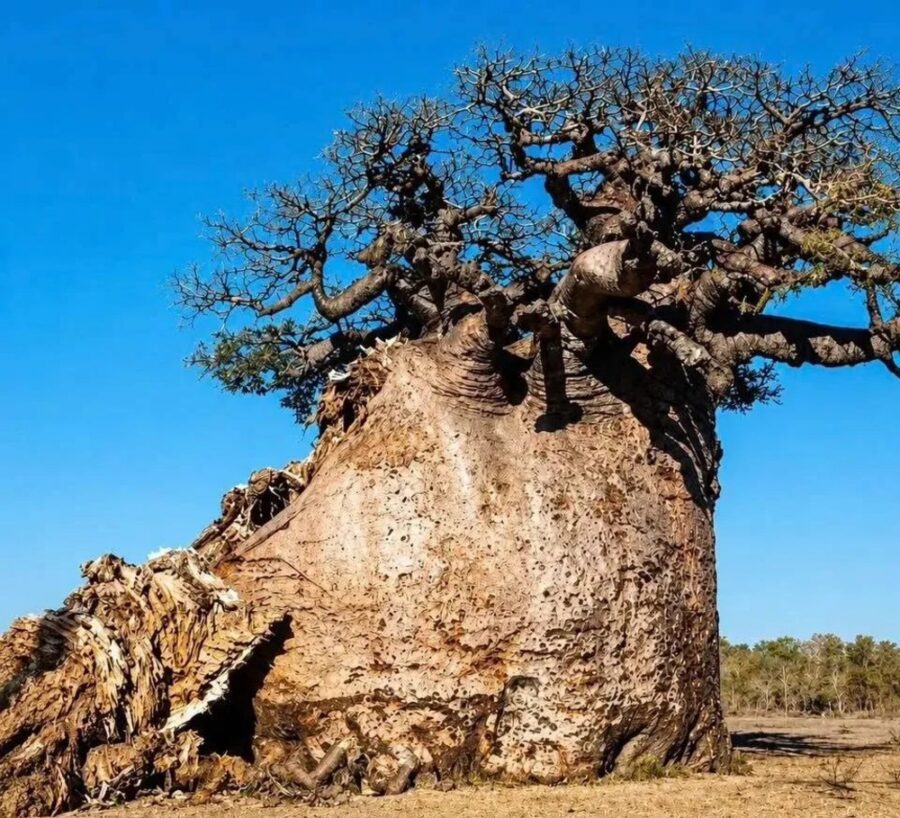 El árbol sagrado es símbolo cultural y espiritual para comunidades locales | Imagen: Reddit