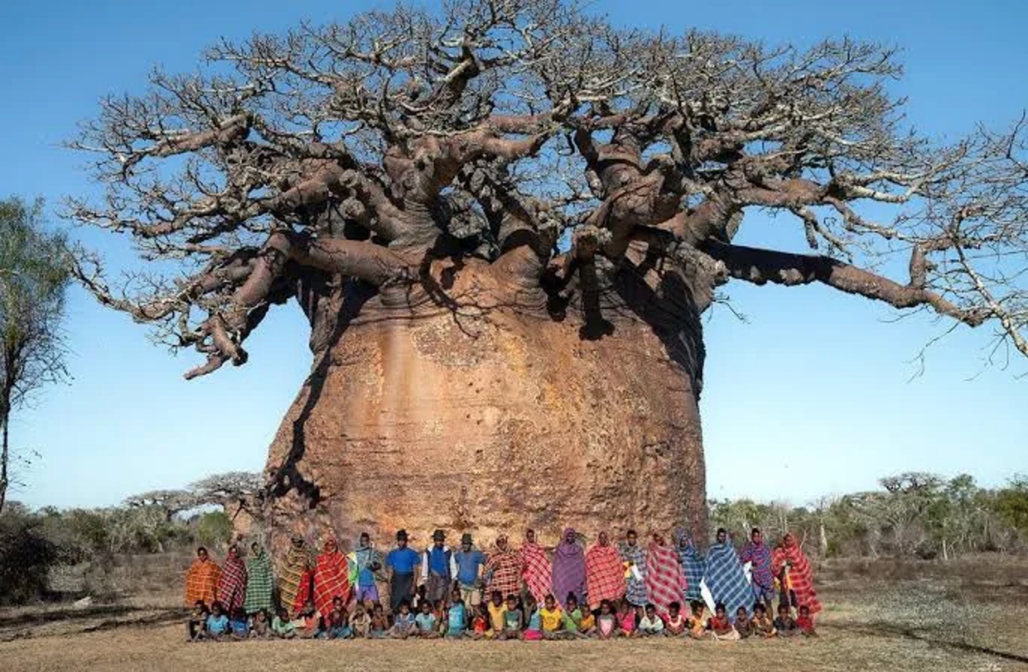 Tsitakakantsa es considerado uno de los baobabs más antiguos del planeta.