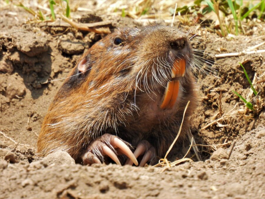 La tuza del Valle de México habita suelos volcánicos del altiplano mexicano | Imagen: Enciclovía