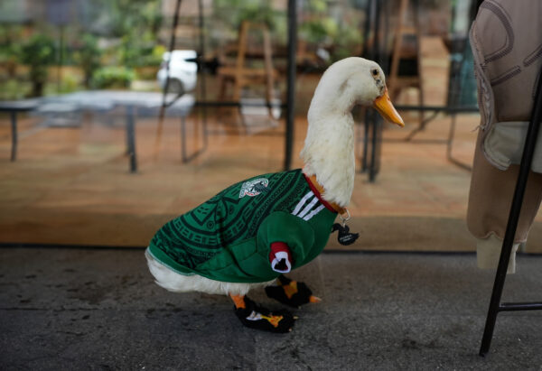 Merlín el pato mundialista mexicano, será el invitado de honor de la FIFA