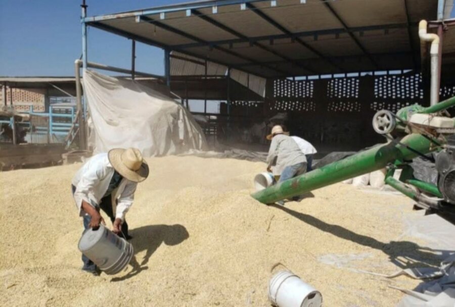 Hay 203 bodegas y ventanillas operando para orientar y atender a las y los productores  | Imagen: Cortesía Gobierno de México