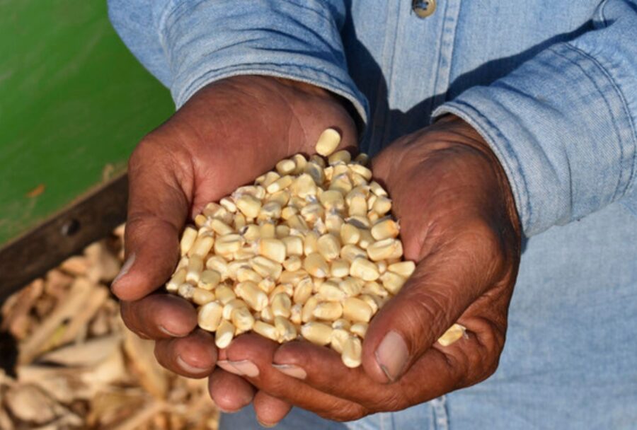 Los apoyos benefician directamente a casi 40 mil productoras y productores con una inversión superior a 2,500 mdp | Imagen: Cortesía Gobierno de México