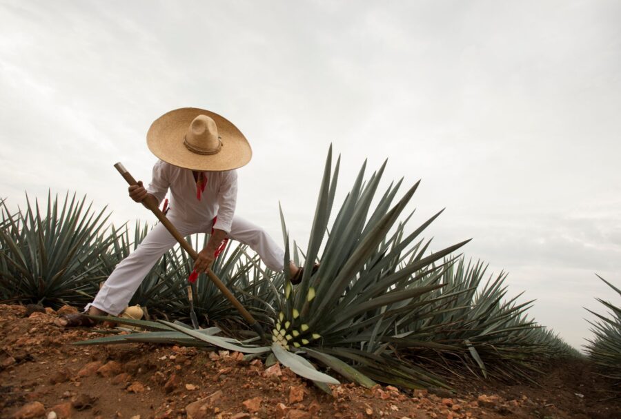 Jalisco ofrece rutas por el Valle del Tequila y Los Altos | Imagen: Cortesía