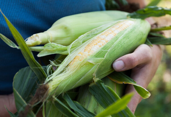 Agricultura inicia pagos a productores de Jalisco, Michoacán, Guanajuato y Campeche