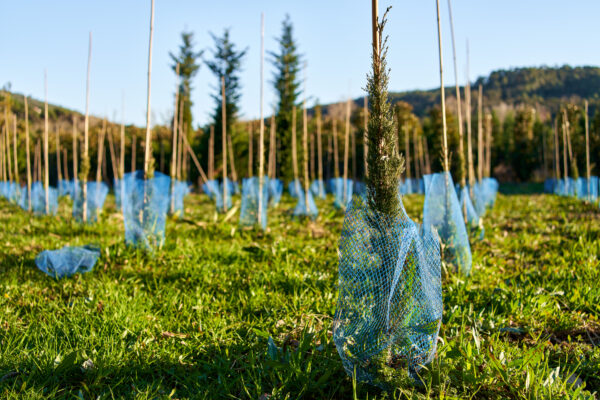 México plantará 15.5 millones de árboles: así será la estrategia de reforestación