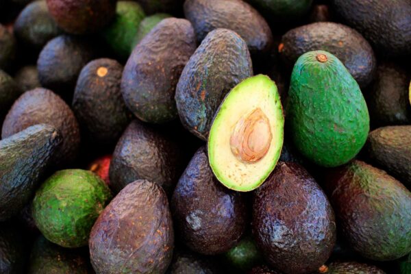 De la semilla de aguacate a una patente global: Biofase y la estrategia mexicana para reemplazar el plástico