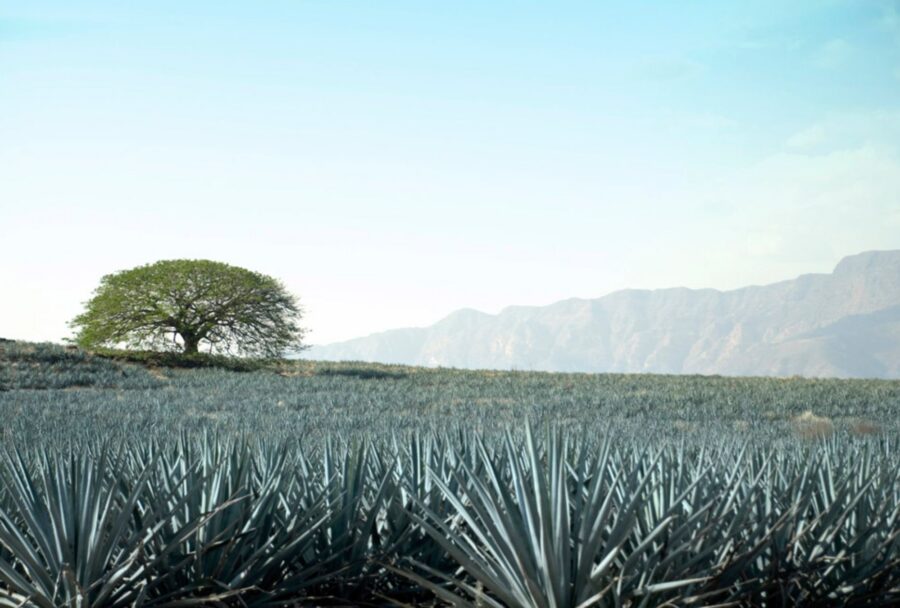 Campos agaveros, trenes y cantaritos: así se vive Tequila en julio | Imagen: Cortesía