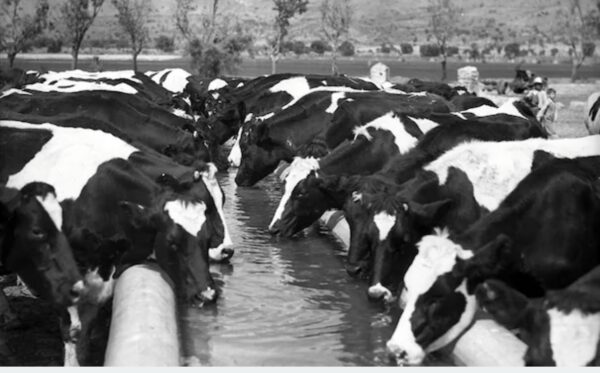De 17 vacas a una marca premium: las cinco lecciones de Santa Clara para emprender