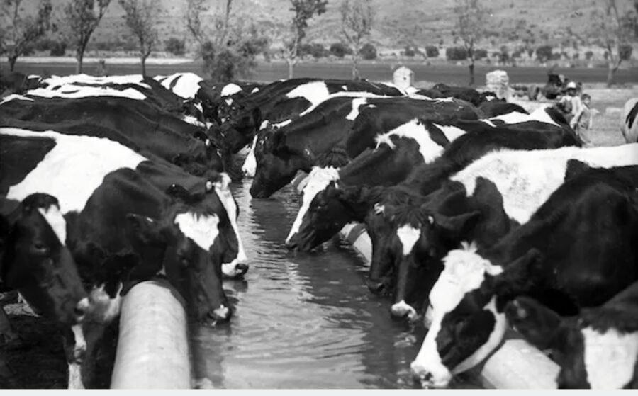 De 17 vacas a una marca premium: las cinco lecciones de Santa Clara para emprender