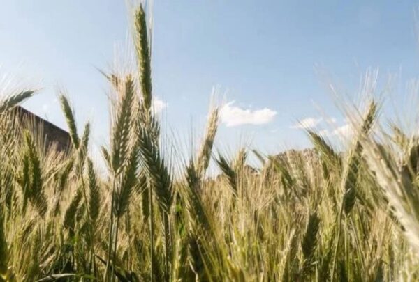 Productores de trigo recibirán apoyo de hasta 2,000 pesos por tonelada