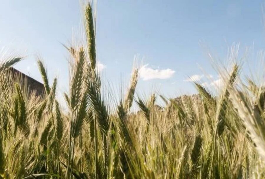 Productores de trigo recibirán apoyo de hasta 2,000 pesos por tonelada