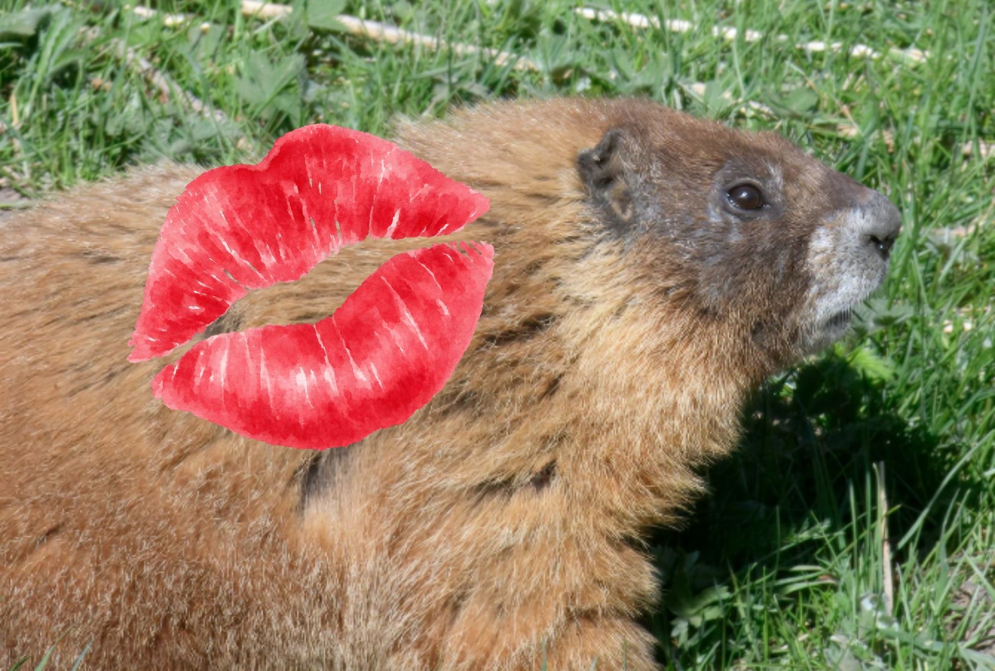 Más de 23,000 votos fueron emitidos durante la primera edición de Fat Marmot Week.