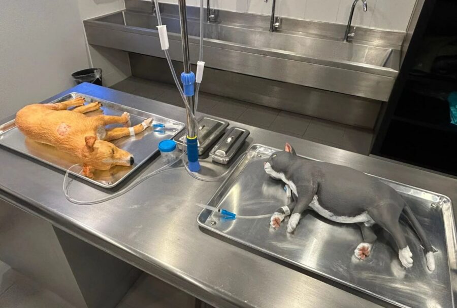 México tiene más de 77 millones de mascotas y Purina quiere inspirar a sus futuros veterinarios | Imagen: Kidzania
