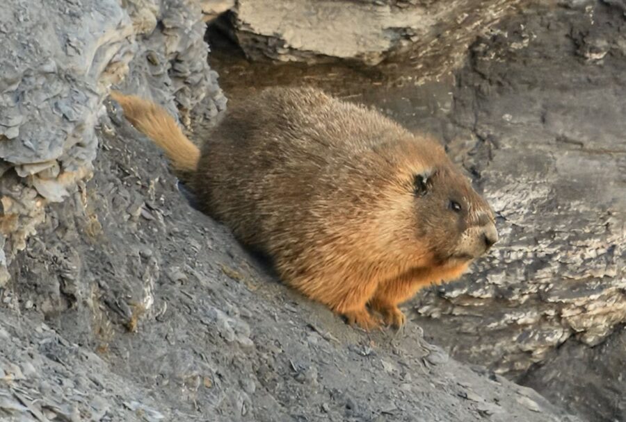 Dawn terminó el verano con alrededor de 6 kilogramos, uno de los mayores pesos registrados por los investigadores para una marmota de vientre amarillo | Imagen: OnlyMarms