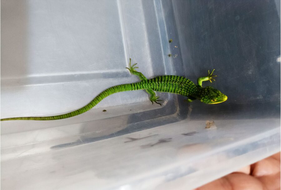 Las abronias son lagartijas arborícolas altamente demandadas en el comercio de mascotas exóticas Imagen: Profepa