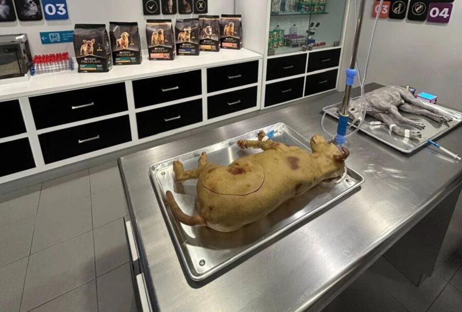 ¿Tu hijo quiere ser veterinario? KidZania abrió una experiencia para probar la profesión | Imagen: Kidzania