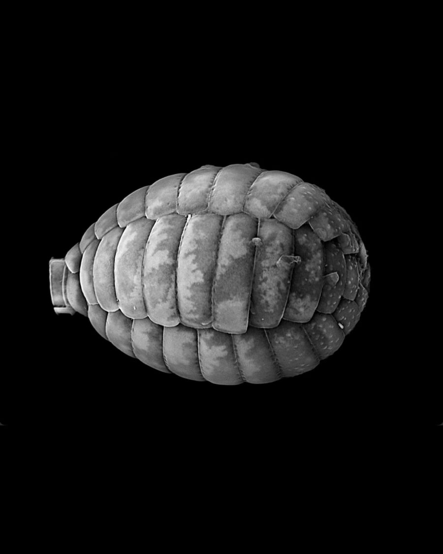 Un microscopio de 300 dólares y agua de carretera: así comenzó el hallazgo | Imagen: Journal of Phycology