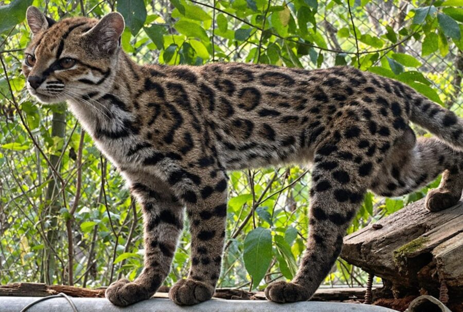 El Leopardus tilcayo es más pequeño que un gato doméstico promedio | Imagen: Paola Nogales-Ascarrunz | PUCRS