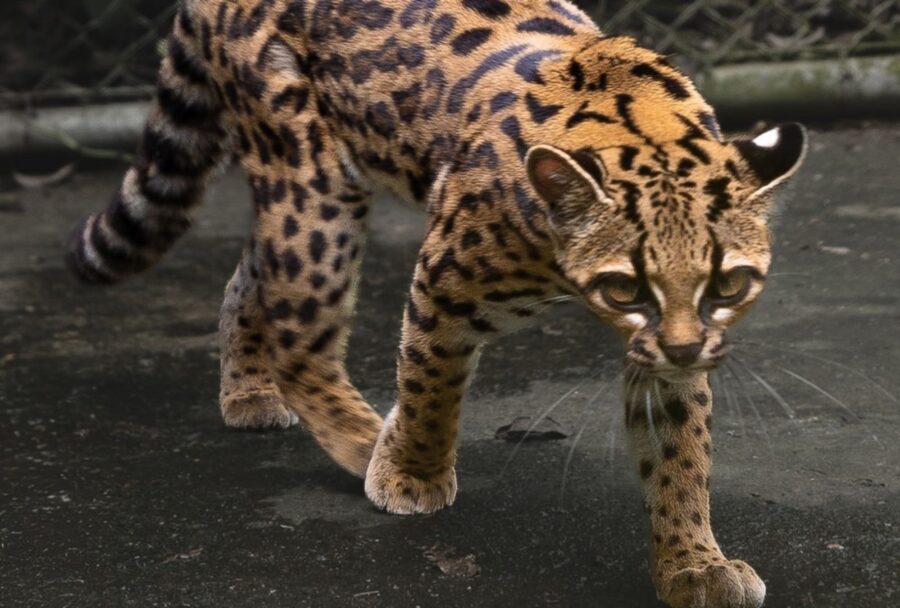 La nueva especie habita los bosques nublados de los Yungas de Bolivia | Imagen: Wikipedia / Alessandro Verniani / CC BY-SA 4.0