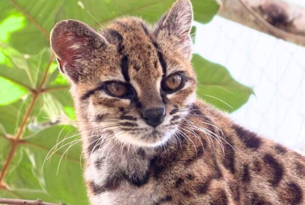 Descubren un nuevo ‘gato’ por primera vez en 100 años