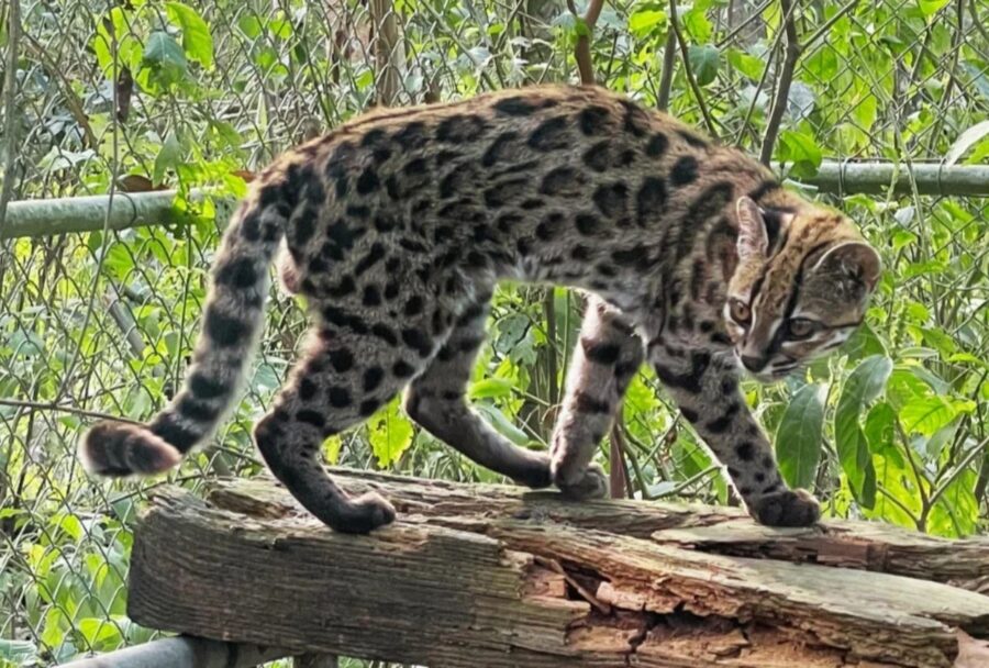 El análisis genómico confirmó que el tilcayo representa un linaje independiente | Imagen: Julie Van Collie | PUCRS