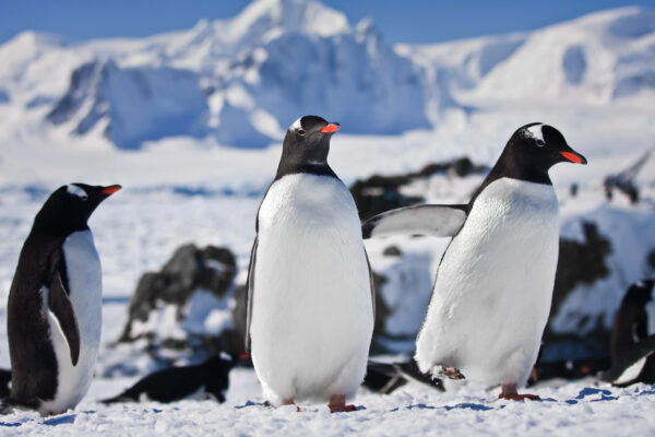 Descubren nueva especie de pingüino por primera vez en más de 100 años