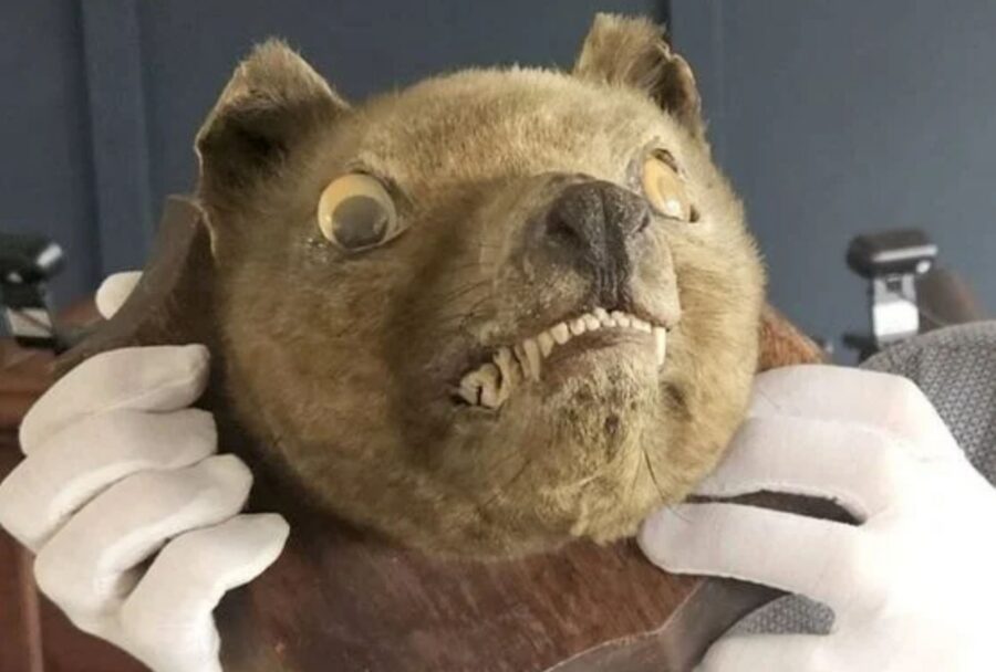 Los estudios de rayos X confirmaron posteriormente que la pieza conserva un cráneo prácticamente completo de tigre de Tasmania | Imagen: Auctioneum