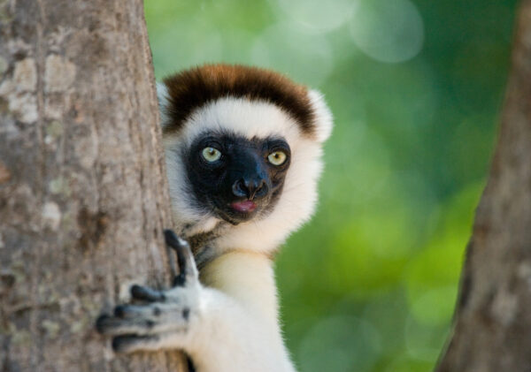 Madagascar busca voluntarios para conservar arrecifes en la isla de Zoboomafoo