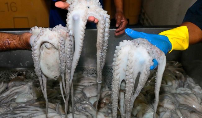 El pulpo mexicano ya vale más de 3,386 mdp | Imagen: Secretaría de Agricultura y Desarrollo Rural