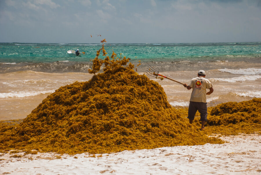 El sargazo podría convertirse en materia prima para bioplásticos, fertilizantes y combustibles | Imagen: Depositphotos.com
